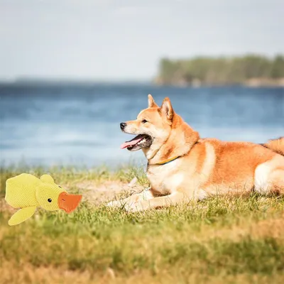 IntiMeg Jouet canard en peluche pour chien