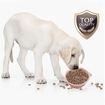 IntiMeg Gamelle pliable en silicone pour chien