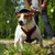 Petopia Casque de chien Petopia Casque de chien