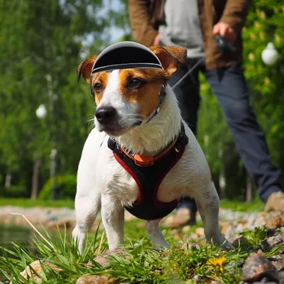 Petopia Casque de chien Petopia Casque de chien