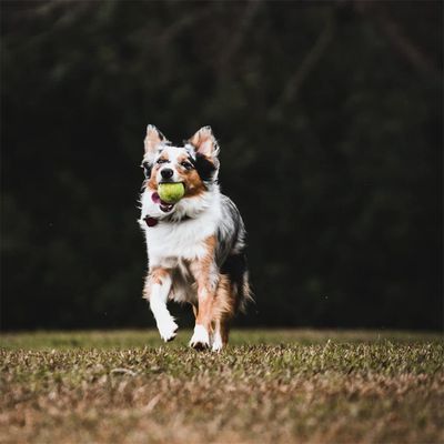 IntiMeg Juego de pelotas de tenis para perros