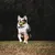 IntiMeg Lot de balles de tennis pour chien