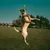 IntiMeg Lot de balles de tennis pour chien