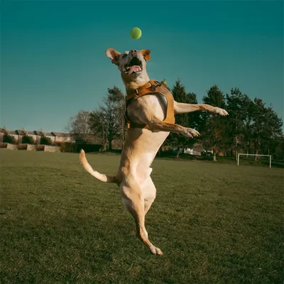 IntiMeg Lot de balles de tennis pour chien