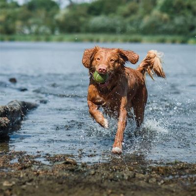 IntiMeg Juego de pelotas de tenis para perros