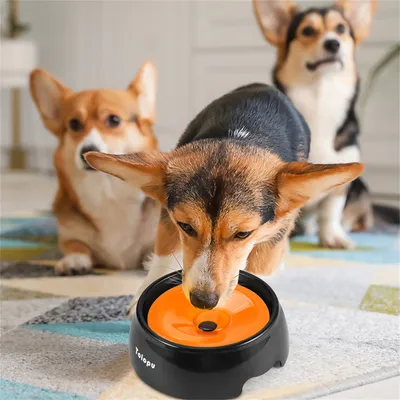 IntiMeg Gamelle d'eau pour Chien et Chat - Anti - Éclaboussure