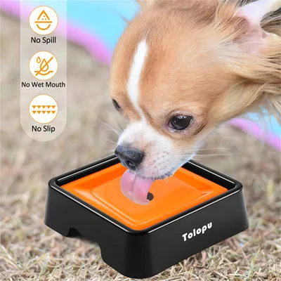 IntiMeg Gamelle d'eau pour Chien et Chat - Anti - Éclaboussure