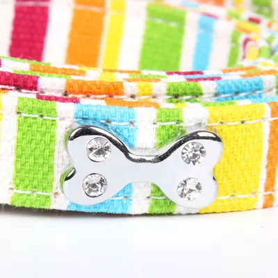 Laisses colorées pour chiens
