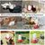 IntiMeg Kit mangeoire et abreuvoir pour poussins
