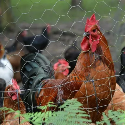 IntiMeg Grillage hexagonal pour poulailler 0,35m x 10m