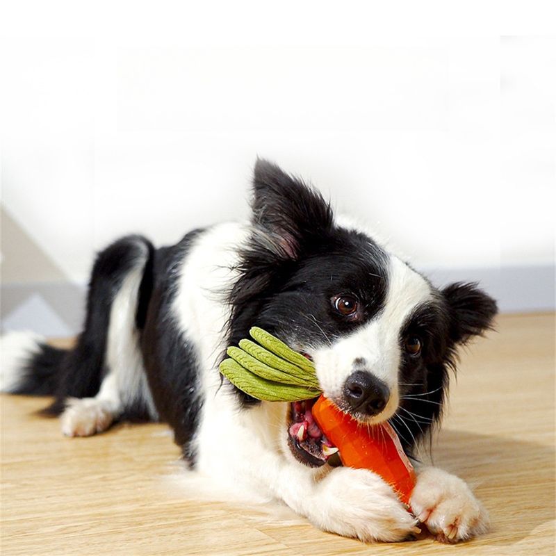 IntiMeg Carotte sonore pour chien