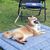 IntiMeg Tapis pliable pour chien