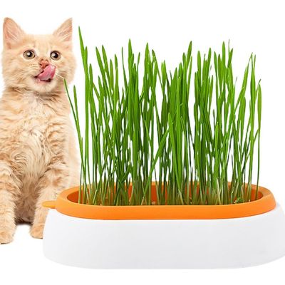 IntiMeg Jardinière d'herbe à chat