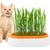 IntiMeg Jardinière d'herbe à chat