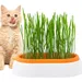 IntiMeg Jardinière d'herbe à chat