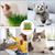 IntiMeg Jardinière d'herbe à chat