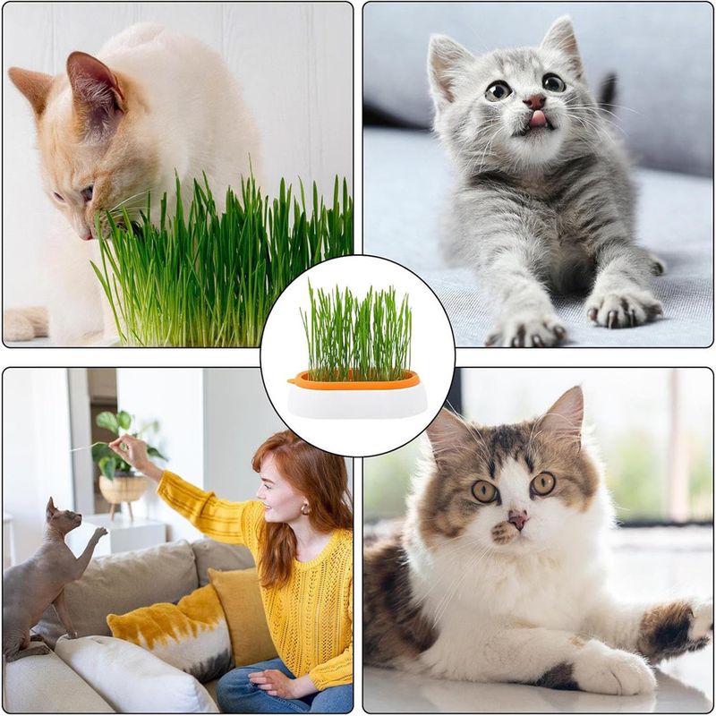 IntiMeg Jardinière d'herbe à chat