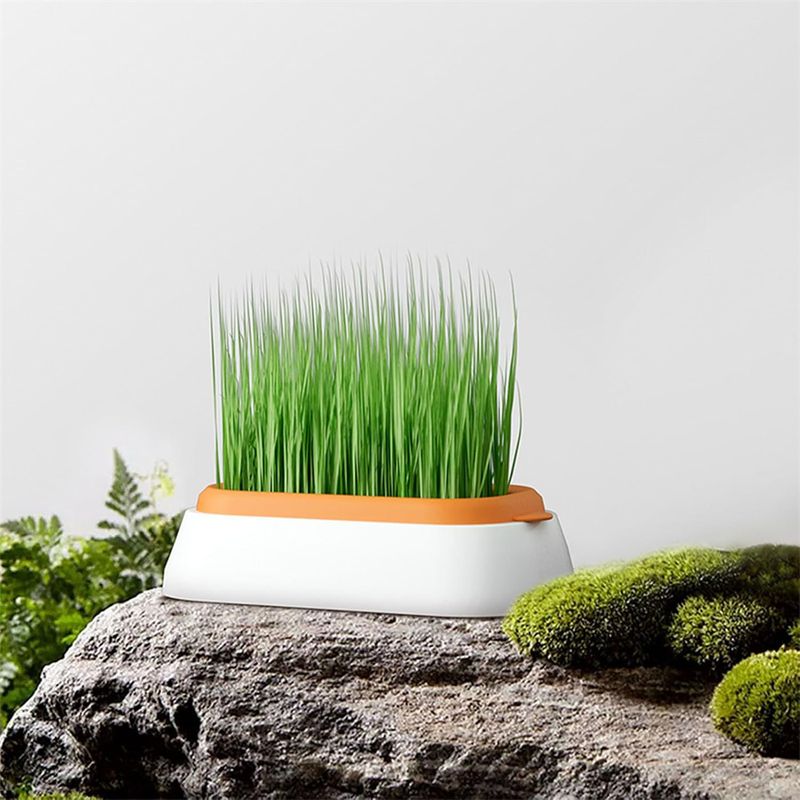 IntiMeg Jardinière d'herbe à chat