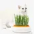 IntiMeg Jardinière d'herbe à chat