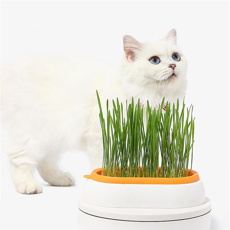 IntiMeg Jardinière d'herbe à chat
