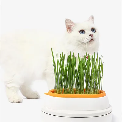 IntiMeg Jardinière d'herbe à chat