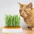 IntiMeg Jardinière d'herbe à chat