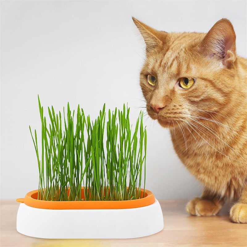 IntiMeg Jardinière d'herbe à chat