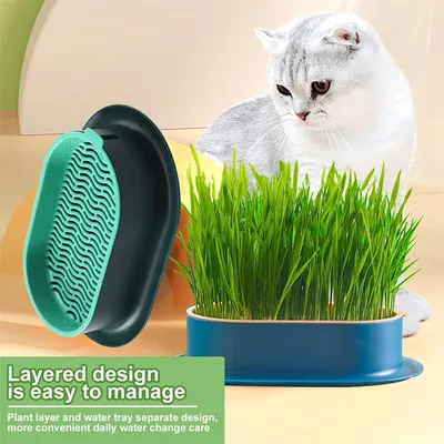 IntiMeg Jardinière d'herbe à chat