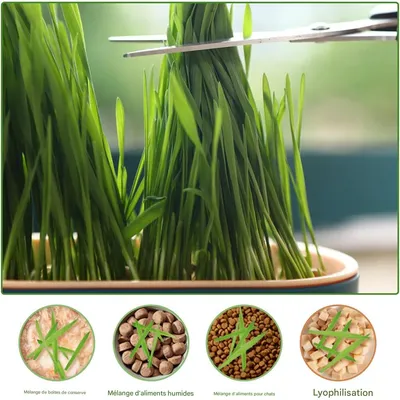 IntiMeg Jardinière d'herbe à chat