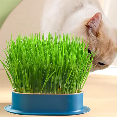 IntiMeg Jardinière d'herbe à chat