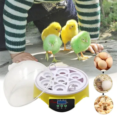 IntiMeg Incubadora automática para 7 huevos
