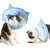 FurryFusion Collier anti-léchage pour chat Shark