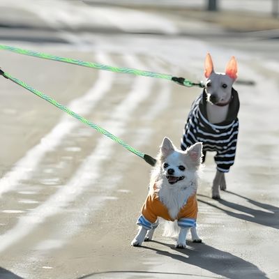FurryFusion Laisse double pour chien
