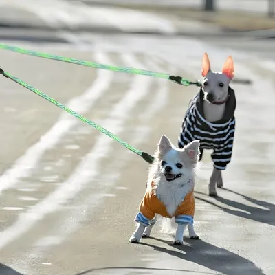 FurryFusion Laisse double pour chien