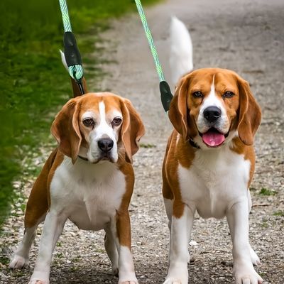 FurryFusion Laisse double pour chien