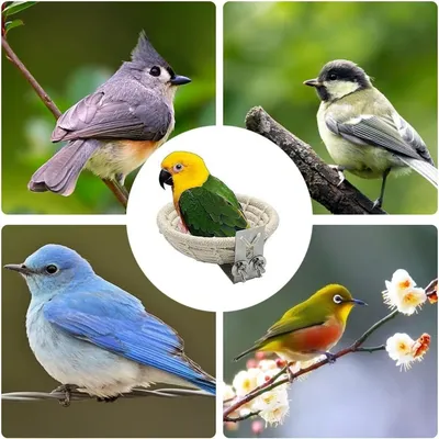 Pet Planet Oiseaux Nid pour cage