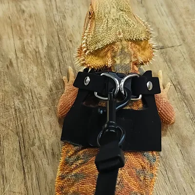 FurryFusion Harnais pour reptiles