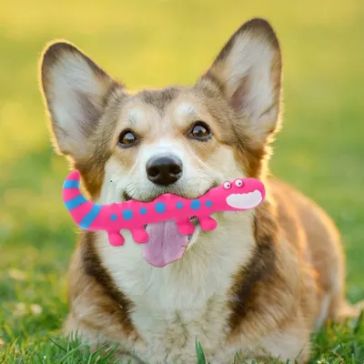 FurryFusion Jouet en latex pour chien en forme de lézard