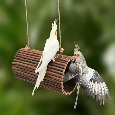 Pet Planet Swing en osier naturel pour oiseaux et petits rongeurs