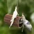 Pet Planet Swing en osier naturel pour oiseaux et petits rongeurs