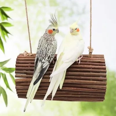 Pet Planet Swing en osier naturel pour oiseaux et petits rongeurs