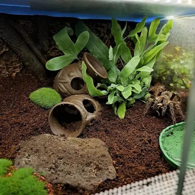 Pet Planet Poissons Abri en céramique pour aquarium