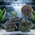 Pet Planet Betta Décoration d'épave en résine pour aquarium