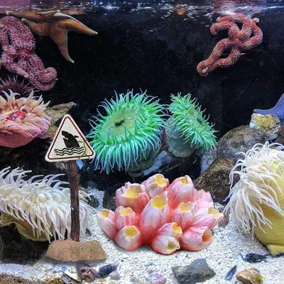 Pet Planet Poissons Panneaux d'avertissement de requin