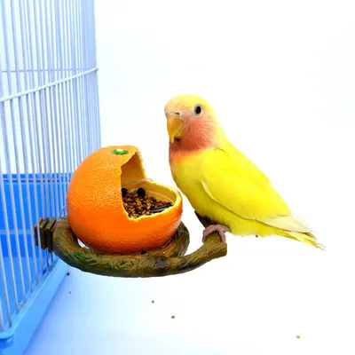 Pet Planet Oiseaux Récipient d'alimentation pour oiseaux