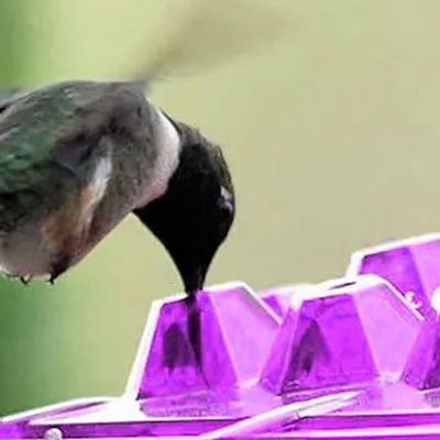 Petopia Mangeoire à colibris