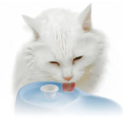 H2O Fontaine à Eau pour chat CatH2O Bleu 2L