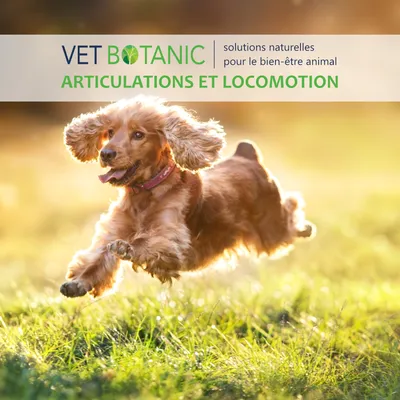 CURCUMA racine pure en poudre - Souplesse articulaire chiens et chats