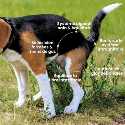 BESTI | Digestion | Compléments Alimentaires Vétérinaires pour Chiens