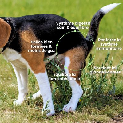 BESTI | Digestion | Compléments Alimentaires Vétérinaires pour Chiens